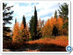 Fall Colors near Jenny Lake, Grand Tetons_6833