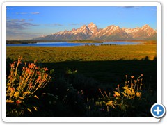 Morning Flowers and Tetons_5435